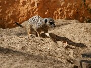 IMG_4318