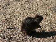 IMG_4331