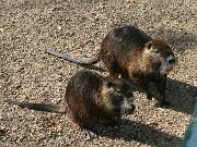 IMG_4333