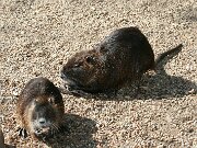 IMG_4334