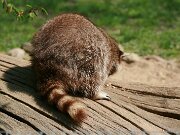 IMG_9081