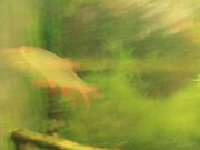 IMG_9085