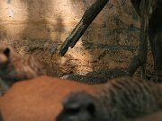 IMG_9341