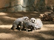 IMG_9345
