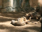 IMG_9346