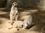IMG_9347