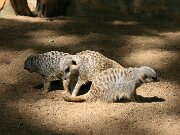 IMG_9348