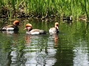 IMG_5099