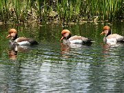 IMG_5101