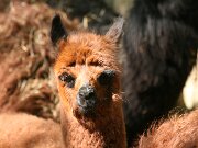 IMG_5126