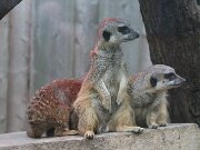 IMG_0007