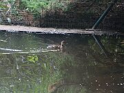IMG_0010