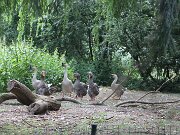 IMG_0011