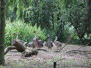 IMG_0012