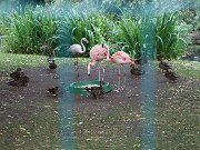 IMG_0016