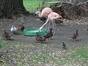 IMG_0017