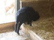 IMG_0011