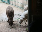 IMG_0012