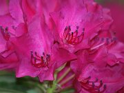 IMG_9207