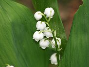 IMG_9213