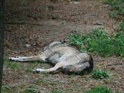 IMG_9215