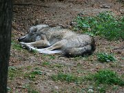 IMG_9217