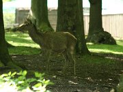 IMG_7261