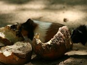 IMG_7265