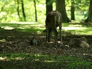 IMG_7268