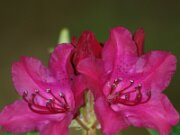 IMG_7278
