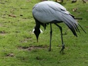 IMG_3141