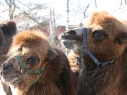 IMG_1394