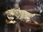 IMG_2807