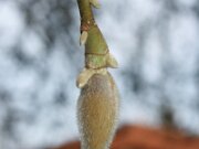 IMG_2815