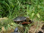 IMG_3351
