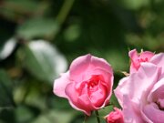 IMG_0756