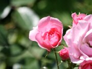 IMG_0757