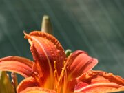 IMG_0758
