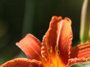IMG_0760