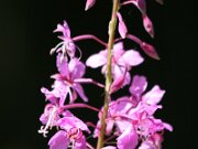IMG_0761