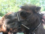 IMG_0004