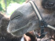 IMG_0005