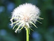 IMG_0017
