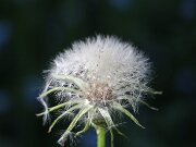 IMG_0018