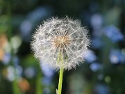 IMG_0019