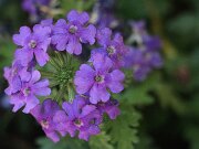 IMG_0020