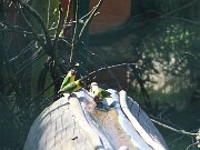 IMG_0025