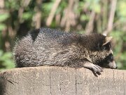 IMG_9305