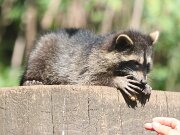 IMG_9306