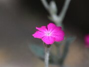 IMG_9308